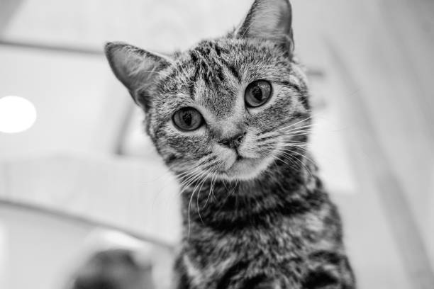 istock A small european Shorthair cat 1987185166