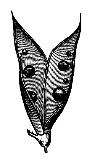Vintage engraved illustration isolated on white background - Vicia plant pod