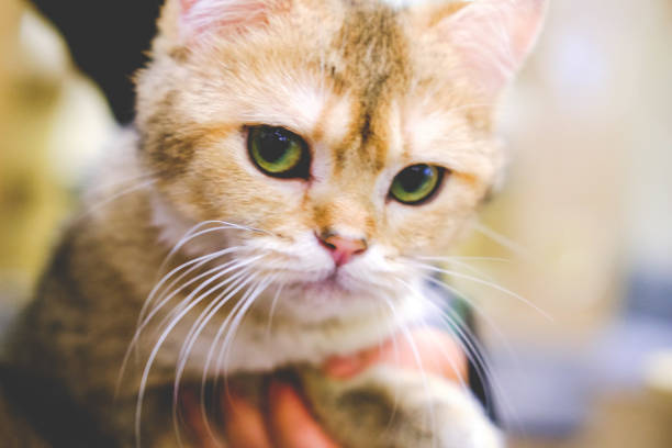 istock Small black golden British Shorthair cat looking at camera with anger 1987185194