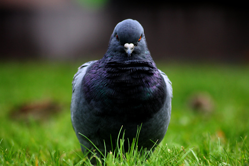 An angry dove looking right through your soul