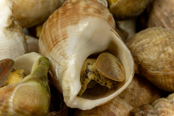 plate of whelks, very close up