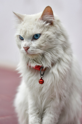 White cat with blue eyes with a red bell, Saudi Arabia.