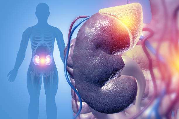 istock Kidney human renal realistic 3d illustration 1987202495