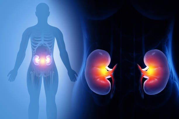 Kidney human renal realistic 3d illustration