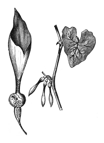 Vintage engraved illustration isolated on white background - European Birthwort (Aristolochia clematitis)