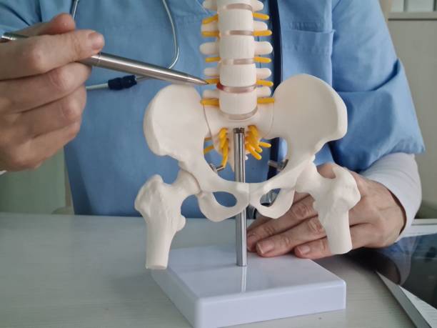 istock Doctor explaining 3D printed spine and pelvis model for patient education in clinic 1987204617