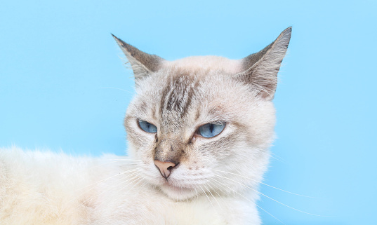 White cat with blue eyes standing in front of blue background while looking at camera. Close up of white cat's head looking forward isolated on blue background with copy space.