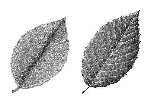 Vintage engraved illustration isolated on white background - European beech or common beech leaf (Fagus sylvatica) and European or common hornbeam leaf (Carpinus betulus)