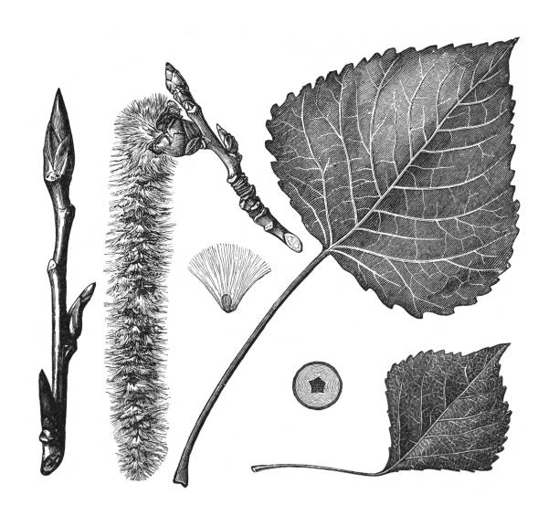 Vintage engraved illustration isolated on white background - Black poplar (Populus nigra) - White poplar (Populus alba) - Common aspen (Populus tremula) leaf catkin and bud