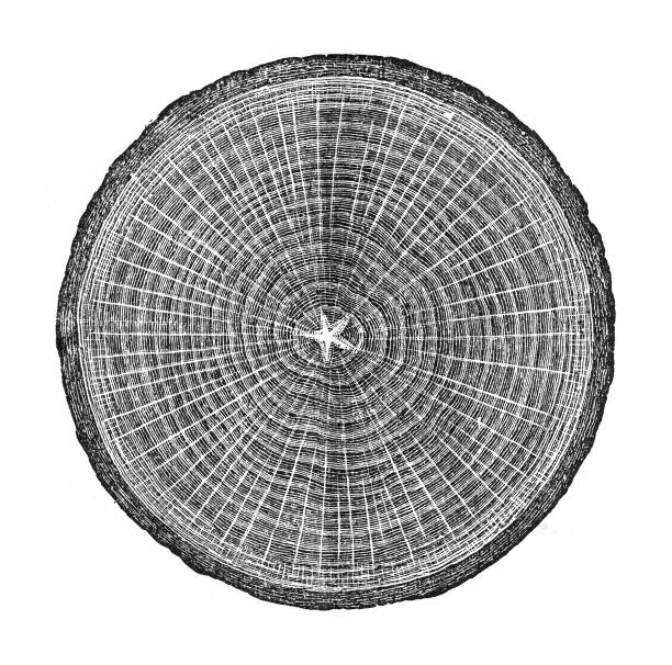 поперечный срез ствола дуба - винтажная гравированная иллюстрация на белом фоне - wood lumber industry tree ring wood grain stock illustrations