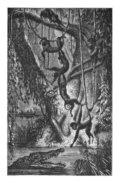 Vintage engraved illustration - Asian jungle tropical rainforest (with monkeys and saltwater crocodile)