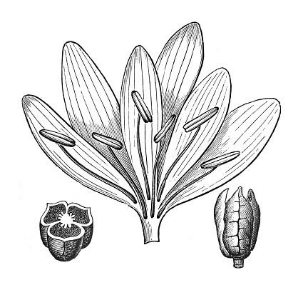 Vintage engraved illustration isolated on white background - Autumn crocus, meadow saffron, naked boys or naked ladies (Colchicum autumnale) flower and fruit