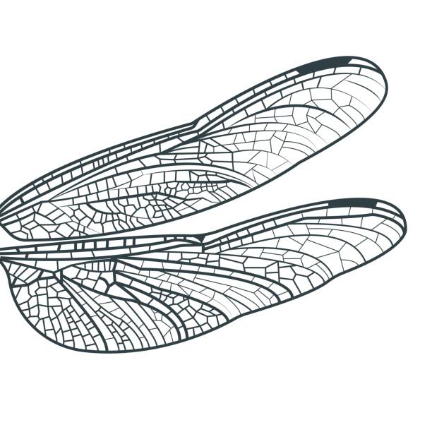 istock Isolated monochrome wings of dragonfly 1987218263