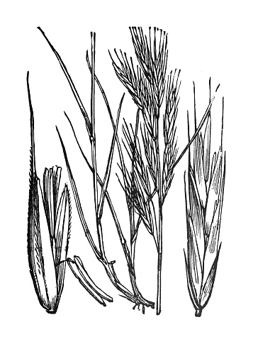Vintage engraved illustration isolated on white background - Erect brome, upright brome or meadow brome (Bromus erectus)