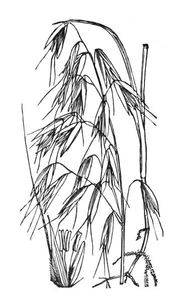 Common wild oat (Avena fatua) - Vintage engraved illustration isolated on white background Vintage engraved illustration isolated on white background - Common wild oat (Avena fatua) avena fatua stock illustrations
