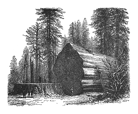 Vintage engraved illustration - Giant sequoia, giant redwood or Sierra redwood (Sequoiadendron giganteum)