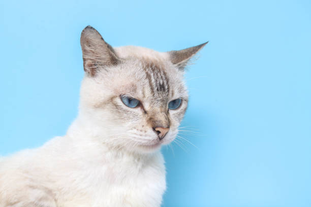 Siamese cat