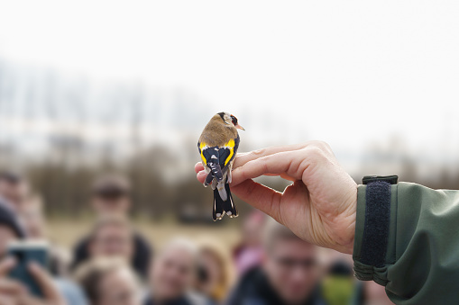 The ornithologist shows a European goldfinch (Carduelis carduelis) captured for bird ringing to the public in Hungary.