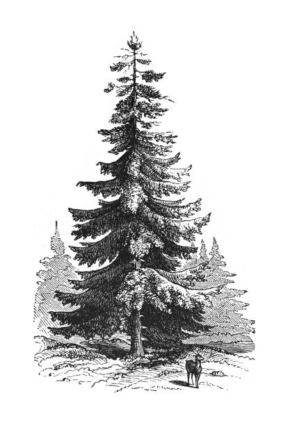 Vintage engraved illustration isolated on white background - Norway spruce or European spruce (Picea abies)