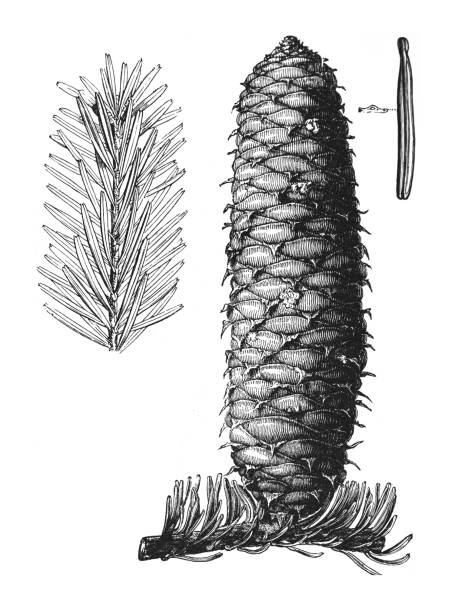 пихта серебристая или пихта белая (abies alba) - винтажная гравированная иллюстрация на белом фоне - pine nut nut isolated pine cone stock illustrations