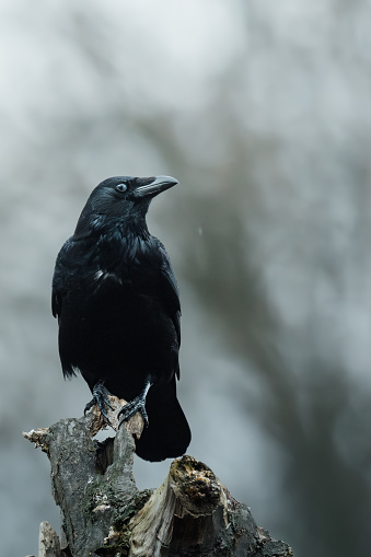 A crow perched on a withered log