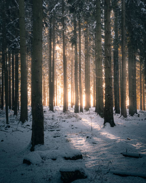 istock Snowy forest landscape with abundant trees and fresh snow 1987218531
