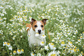 dog in daisies. Pet in nature. Cute jack russell terrier in flowers
