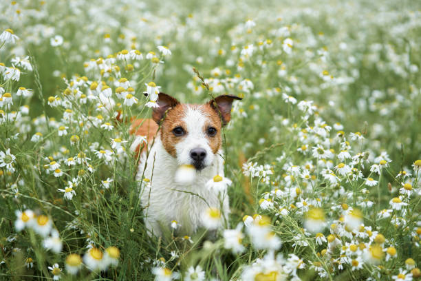 dog in daisies. pet in nature. cute jack russell terrier in flowers - terrier jack russell imagens e fotografias de stock