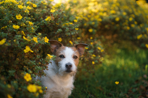 jack russell terrier in yellow flowers