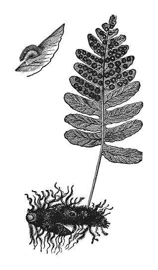 Vintage engraved illustration isolated on white background - Common polypody (Polypodium vulgare)