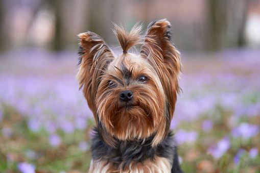dog in crocus flowers. Pet in nature outdoors. Yorkshire Terrier sitting in the grass in spring