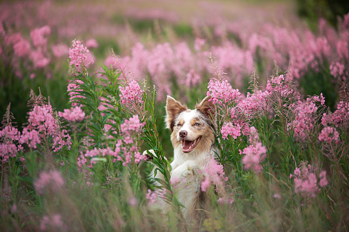dog in pink colors. Smart Border collie in nature