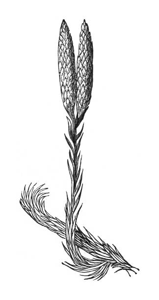 Common club moss, stag's-horn clubmoss, running clubmoss or ground pine (Lycopodium clavatum) - Vintage engraved illustration isolated on white background Vintage engraved illustration isolated on white background - Common club moss, stag's-horn clubmoss, running clubmoss or ground pine (Lycopodium clavatum) lycopodiaceae stock illustrations