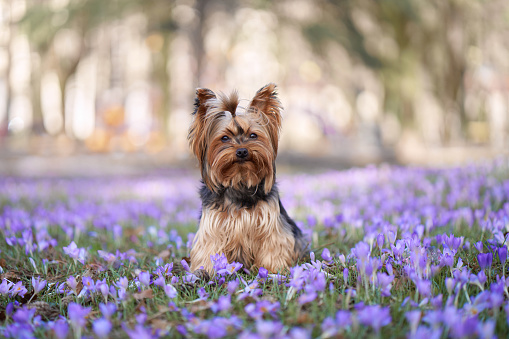 dog in crocus flowers. Pet in nature outdoors. Yorkshire Terrier sitting in the grass