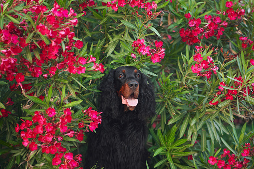 dog in red oleander flowers outdoors. Gordon setter in nature