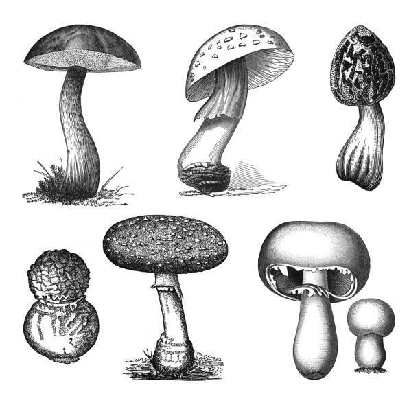 버섯 컬렉션 - 빈티지 새겨진 그림, 흰색 배경에 고립 - 알광대버섯 stock illustrations