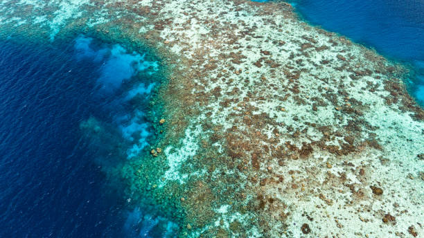 istock Aerial drone view of coral reef 1987219003