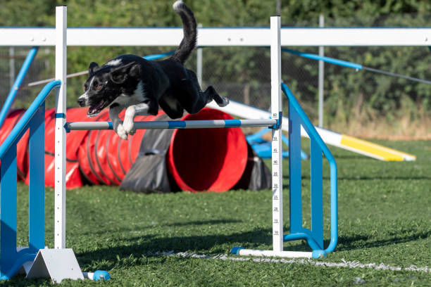 istock border collie jumping a fence 1987219182