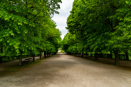 Walkway in the park with lush greenery in the springtime. Landscape background and wallpaper.