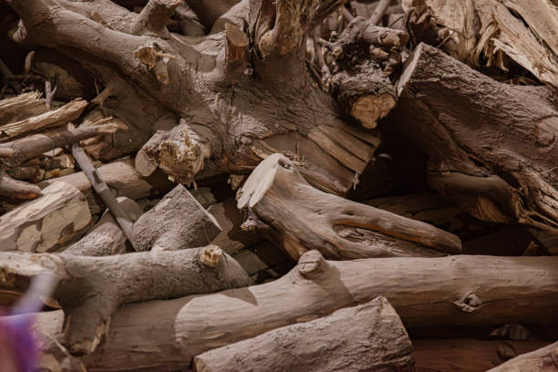 istock Processed Indian Sandalwood (Santalum Album) raw wooden logs. 1987223005
