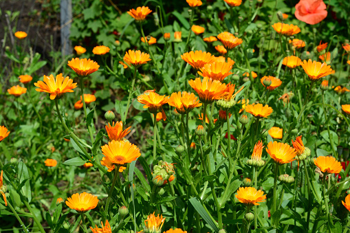 Pot marigold are excellent flowers for bees and pollinators. Calendula officinalis or Pot Marigold, Common Marigold, Scotch Marigold, Ruddles.