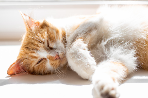 A fluffy cat with a white chest sleeps on the window, basking in the spring sun.