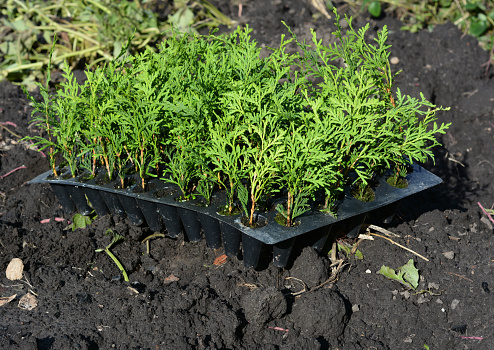 Close up on small thuja seedlings in a plastic pot tray ready to plant thuja in the ground in spring.
