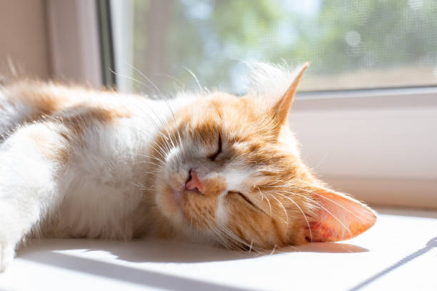 istock A fluffy cat sleeps on the window, basking in the spring sun 1987228388