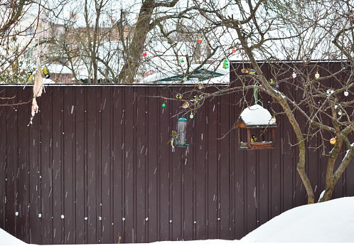 Wooden bird feeder, bird feeder house, hanging bird table with sunflowers seeds and pork fat.