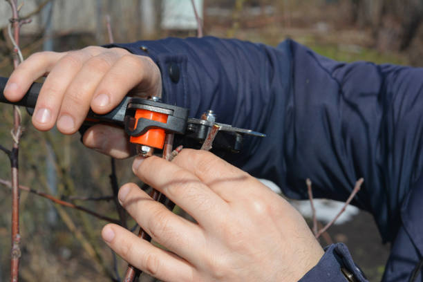 Gardener grafting fruit trees in early spring. A gardener is cutting a scion with a professional grafting tool, grafting knife.
