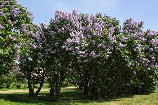 Close-up of blooming purple lilac flowers at springtime. Fresh lilac branches blossom at city park. Violet lilac flower on the bush at garden. Bouquet of purple flowers