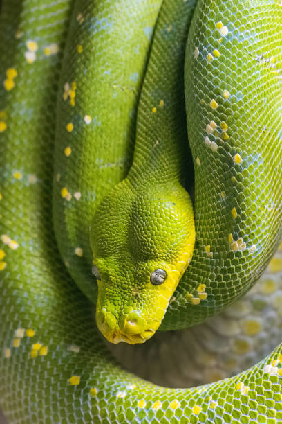 Golden Tree Python 4,700+ Python In A Tree Stock Photos, Pictures & Royalty-Free Images ...
