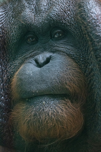 Bornean orangutan (Pongo pygmaeus), face of ape in a close-up view.