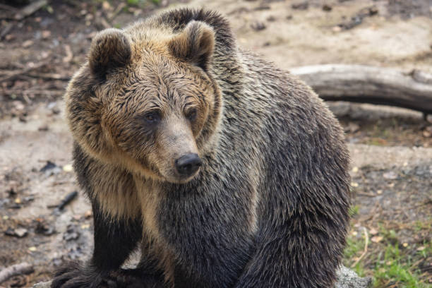 Grizzly bear behind electric fence (ursus arctos sp.)